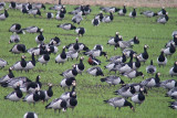 Rdhalsad gs - Red-breasted Goose (Branta ruficollis)