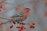 Tallbit - Pine Grosbeak (Pinicola enucleator) 