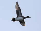 Amerikansk blsand - American Wigeon (Mareca americana)