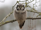 Hkuggla - Northern Hawk Owl (Surnia Ulula)
