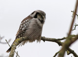 Hkuggla - Northern Hawk Owl (Surnia Ulula)