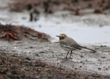 Masksdesrla - Masked Wagtail (Motacilla personata)  