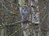 Lappuggla - Great Grey Owl (Strix nebulosa)