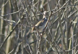 Busksngare - Blyths Reed-warbler (Acrocephalus dumetorum)