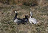 Stripgs - Bar-headed Goose (Anser indicus)