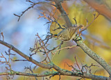 Humes Warbler (Phylloscopus humei)