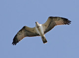 Osprey (Pandion haliaetus)