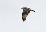 Osprey (Pandion haliaetus)