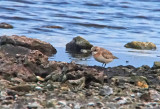 Lesser Sand-Plover (Charadrius mongolus)