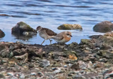 Lesser Sand-Plover (Charadrius mongolus)