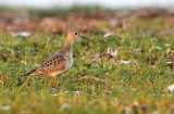 Buff-breasted Sandpiper (Calidris subruficollis)