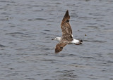 Lesser Black-backed Gull (Larus fuscus)