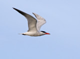 Caspian Tern (Hydroprogne caspia)