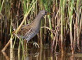 Spotted Crake (Porzana porzana)