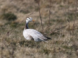 Bar-headed Goose (Anser indicus)