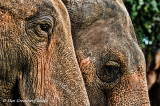 Indian Elephants