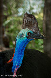 Cassowary