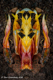 ... Abstracts, Montages and Some Insanity ...