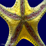 Aquariums, Zoos, etc.