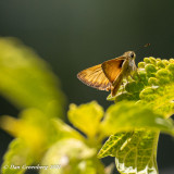 Orange Skipper?