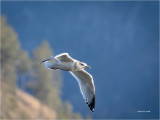 Segull n Flight at the end of the day