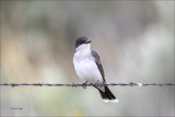 Eastern Kingbird, Eastern, WA