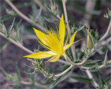 Blazing Star, Eastern, WA