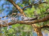 Common Nighthawk, Eastern, WA.