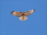 Red Tail Hawk, Fly By, Eastern, WA