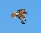 Red Tail Hawk, Fly By, Eastern, WA