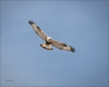 Rough Legged Hawk, Eastern, WA