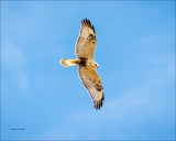 Rough Legged Hawk, I have my eye on you, Easter, WA