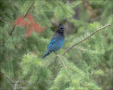 Stellar Jay, Eastern, WA