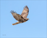 Red Tail n Passing, Eastern, WA