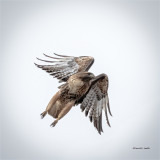 Red Tail Hawk, Moving out, Eastern, WA