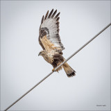 Rough Legged Hawk, Stretching, Eastern, WA