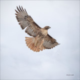 Red Tail Take Flight, Eastern, WA.