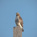 Red tail, Douglas County, WA.