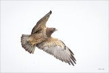 Swainson's hawk, Eastern, WA