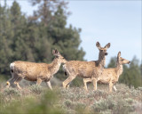 Three mule deer does, Eastern, WA