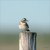 Horned Lark Lunch