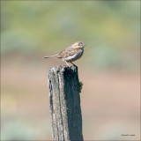 Sage Thrasher, Eastern, WA