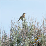 Sage Thrasher, Eastern, WA