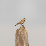 Horned Lark, Eastern, WA