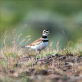Killdeer, Eastern, WA