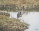 Great Blue Heron, Western, WA