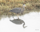 Great Blue Heron, Western, WA