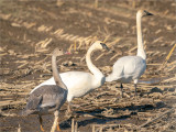 Trumpeter Swans Western, WA