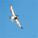 Belted Kingfisher, Whatcom, Co