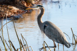 Great Blue Heron, Whatcom, Co.